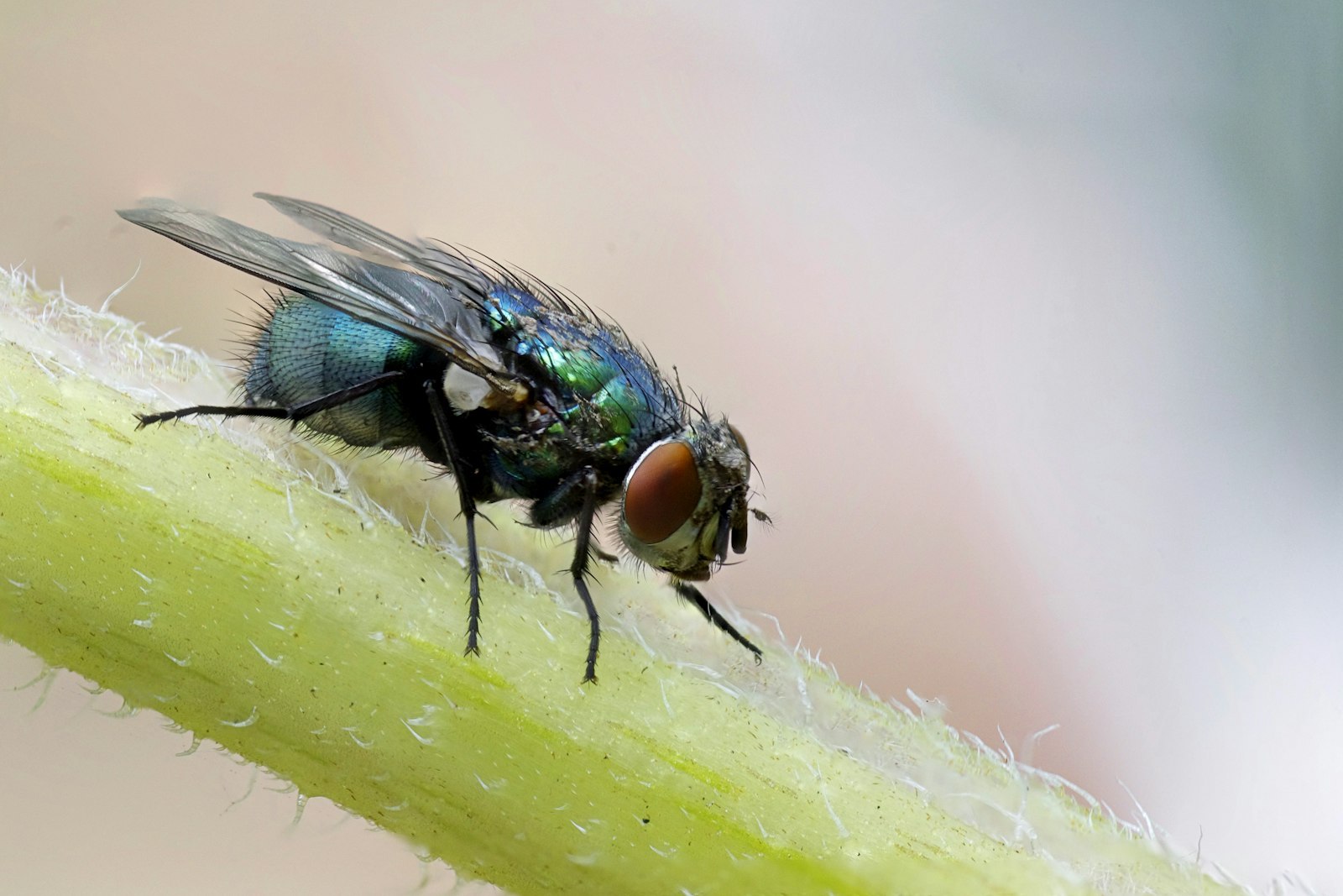 Fly Control treatment by a licensed New Zealand technician